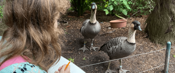 Art Science of Animals